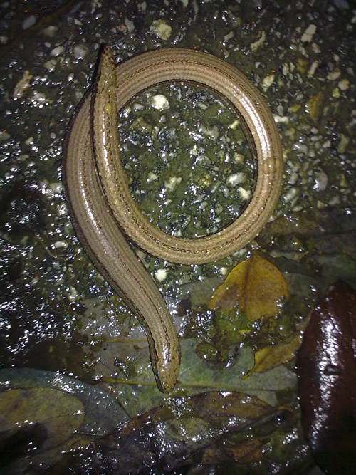 Anguis fragilis