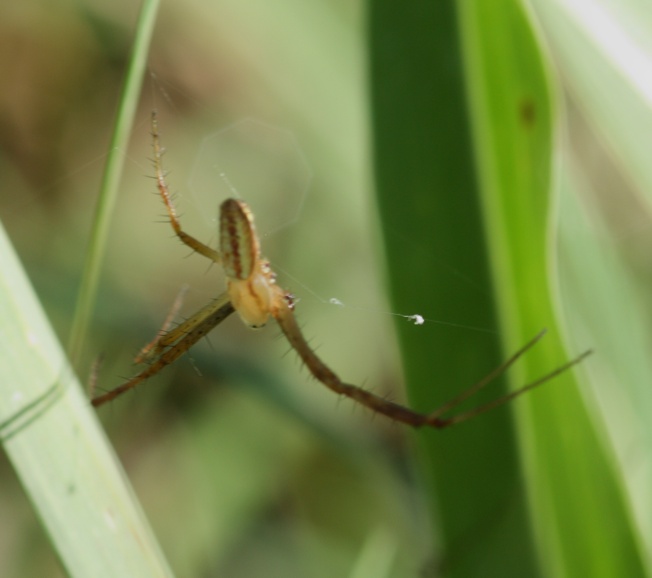 Argiope bruennichi?