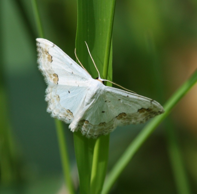 Scopula ornata? Si