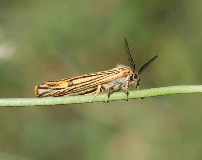 Id Lepidottero : Coscinia striata ♂