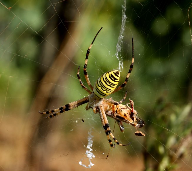 Argiope bruennichi?