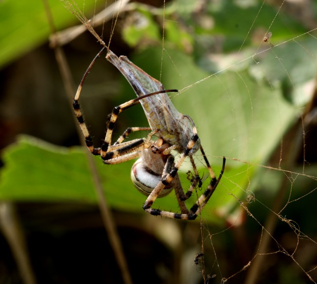 Argiope bruennichi?