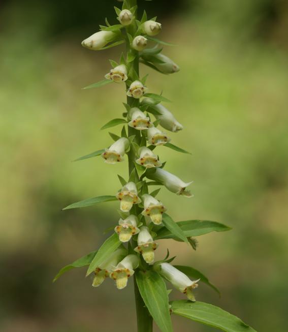 Digitalis micrantha