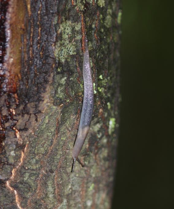 Limax - Lehmannia da Bomarzo (VT)