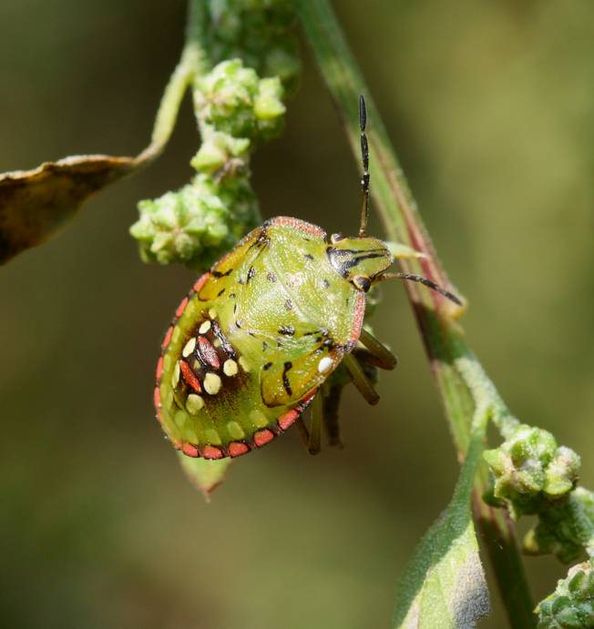 Nezera viridula? S