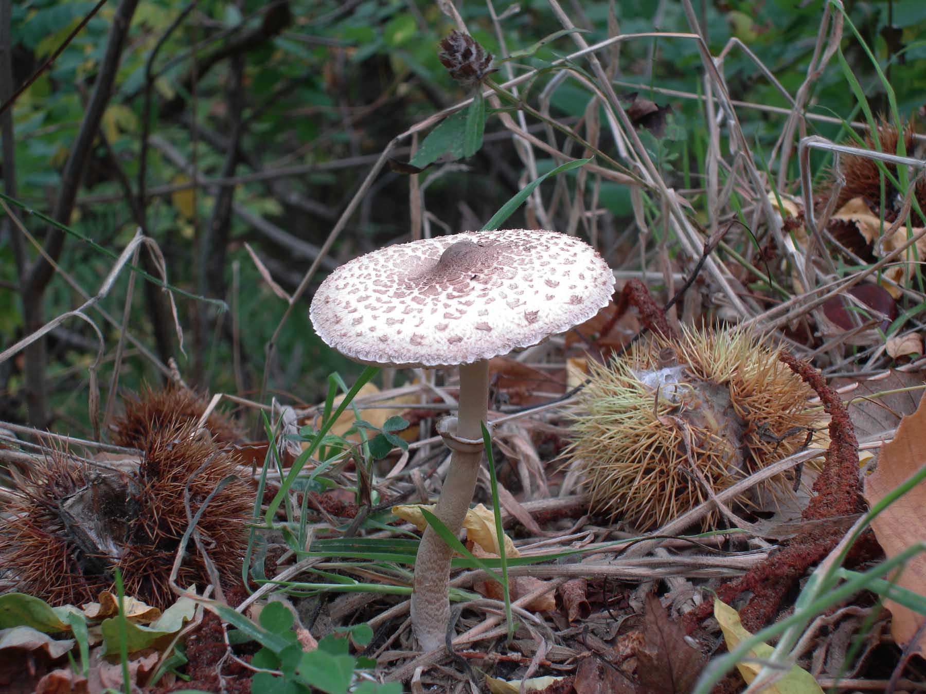 Macrolepiota procera?