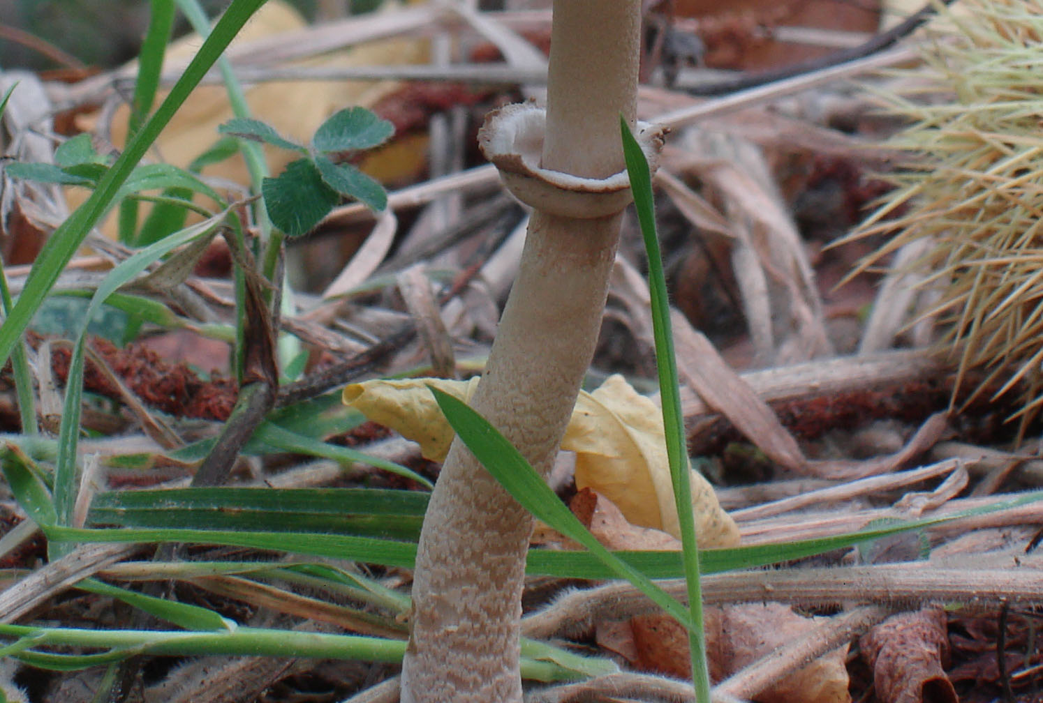 Macrolepiota procera?