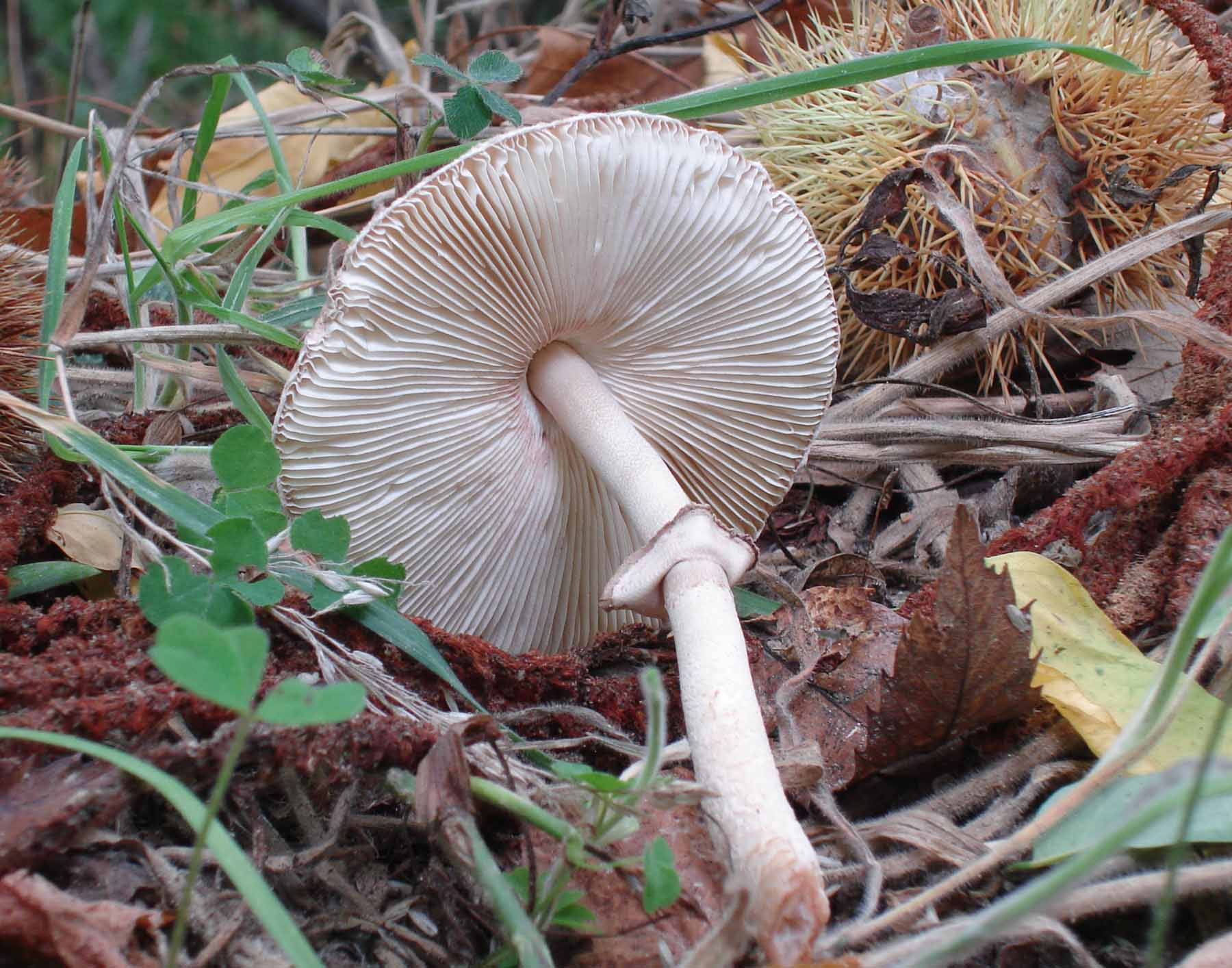 Macrolepiota procera?