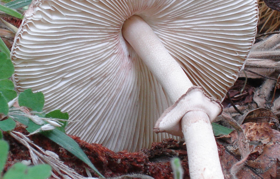 Macrolepiota procera?