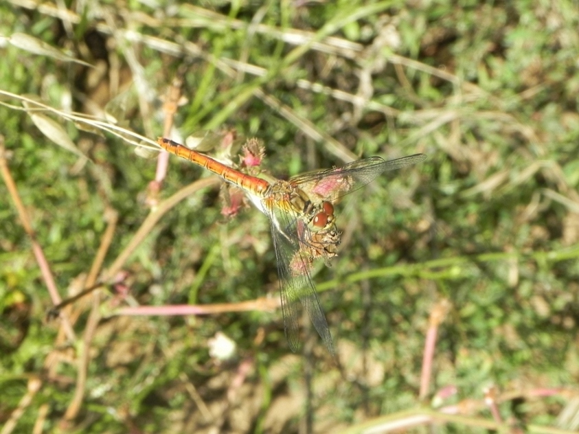 Sympetrum striolatum? no, sanguineum!