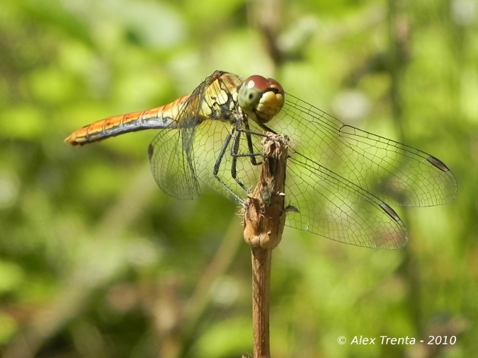 Sympetrum striolatum? no, sanguineum!