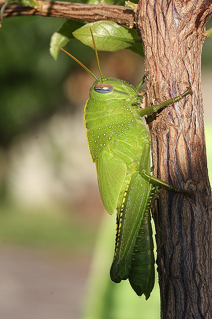 Identificazione Neanide