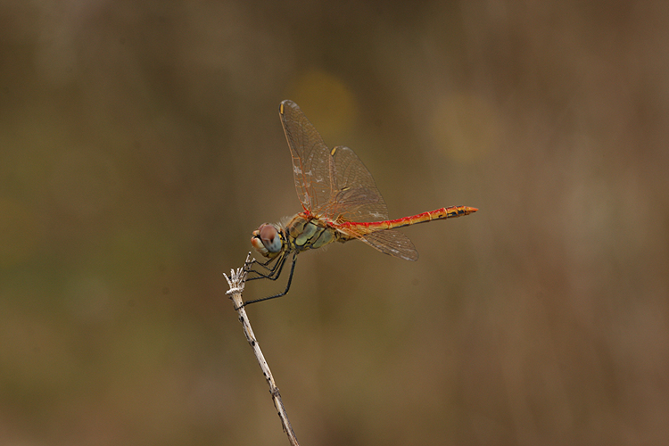 Sympetrum fonscolombii