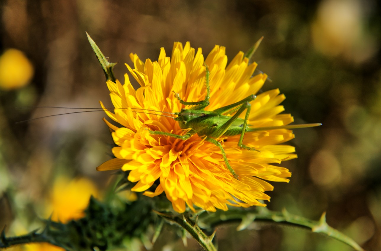 Ninfa femmina di Tettigonia sp.