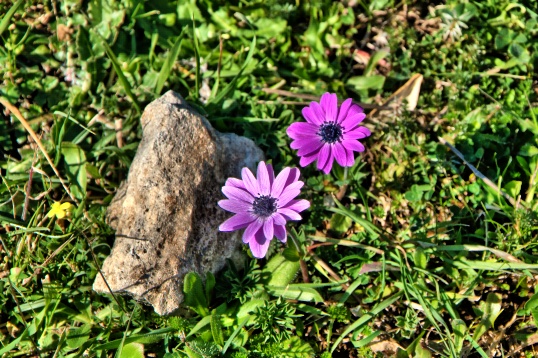 Un fiore sconosciuto - Anemone hortensis