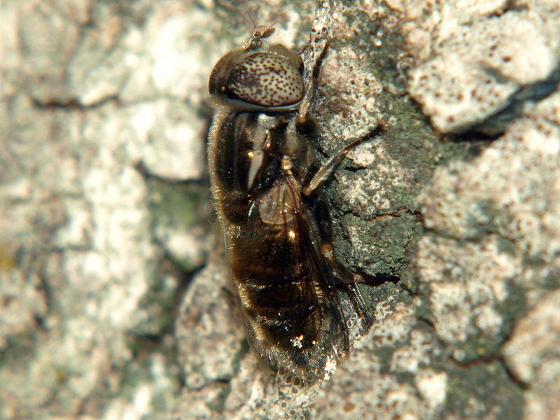 Eristalinus sp.