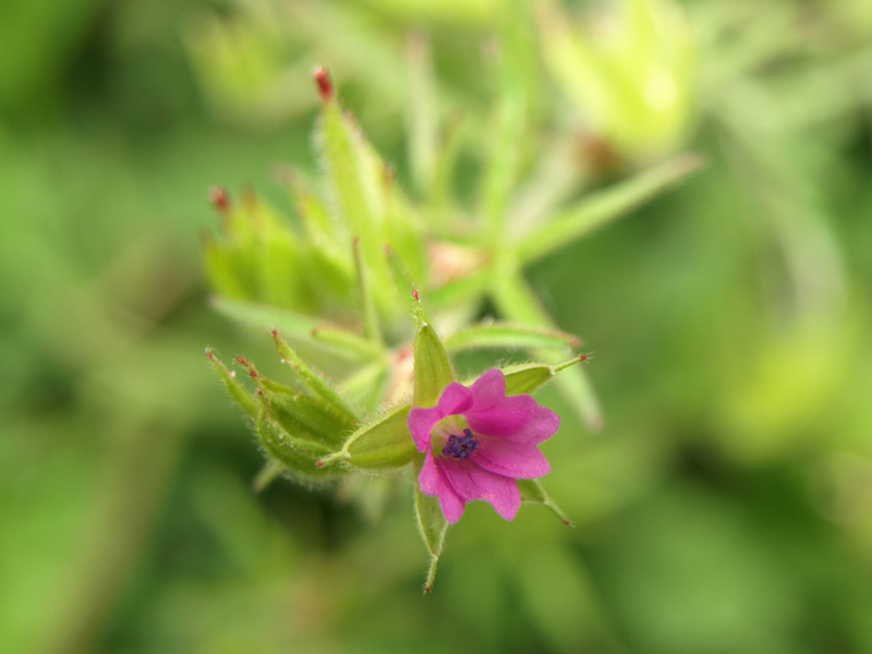 Geranium dissectum o columbinum ? G. dissectum