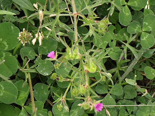 Geranium dissectum o columbinum ? G. dissectum