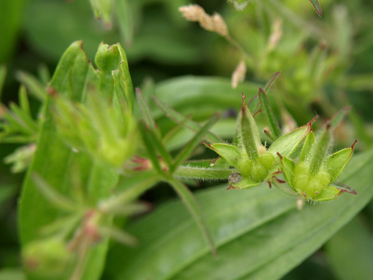 Geranium dissectum o columbinum ? G. dissectum