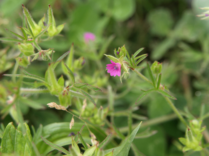 Geranium dissectum o columbinum ? G. dissectum