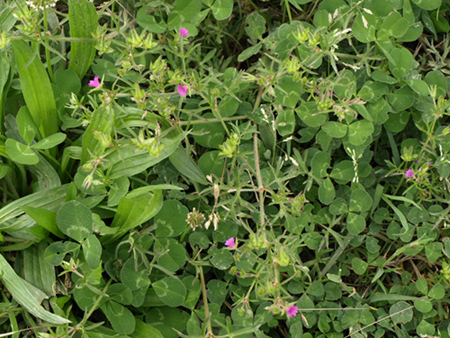 Geranium dissectum o columbinum ? G. dissectum