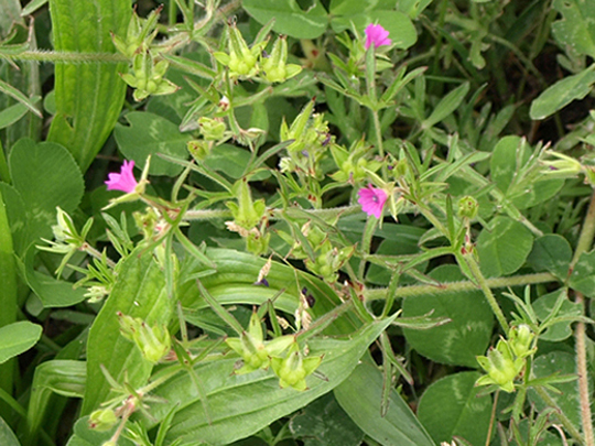 Geranium dissectum o columbinum ? G. dissectum