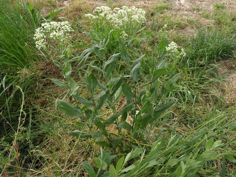 Lepidium draba ( =Cardaria draba) / Cocola, lattona