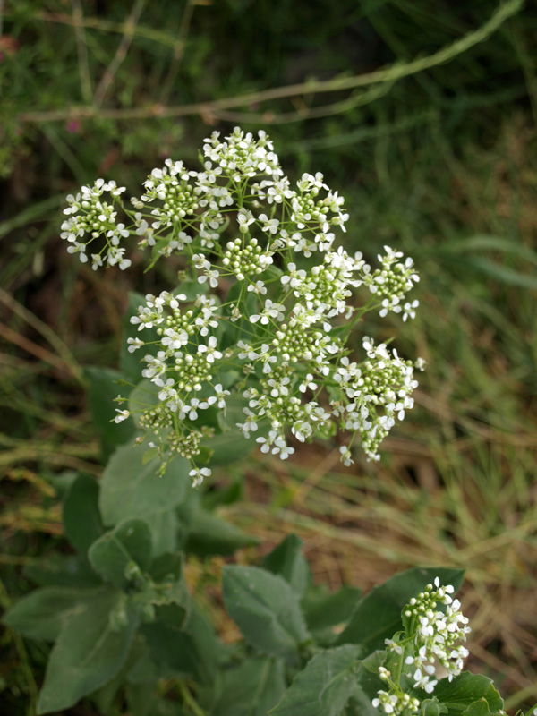 Lepidium draba ( =Cardaria draba) / Cocola, lattona