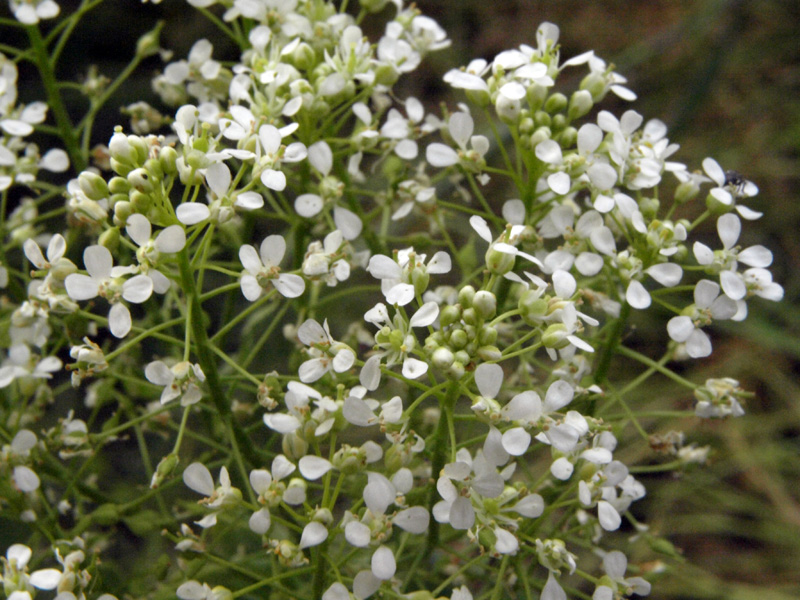 Lepidium draba ( =Cardaria draba) / Cocola, lattona