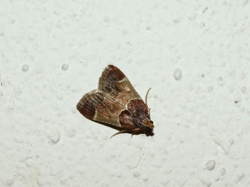 Falena domestica - Pyralis farinalis