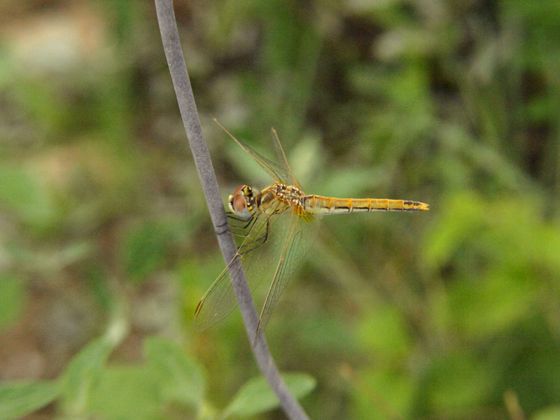 Coniugi Sympetrum