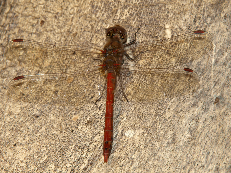 Coniugi Sympetrum