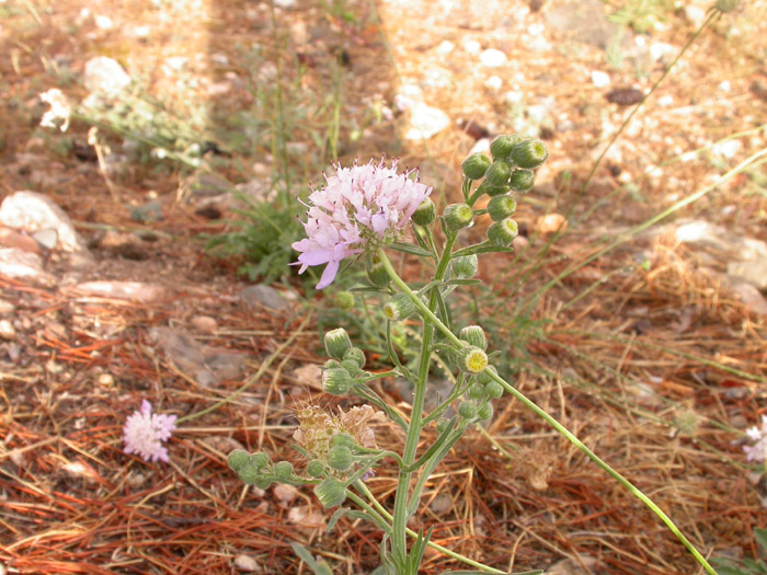 Sixalis atropurpurea