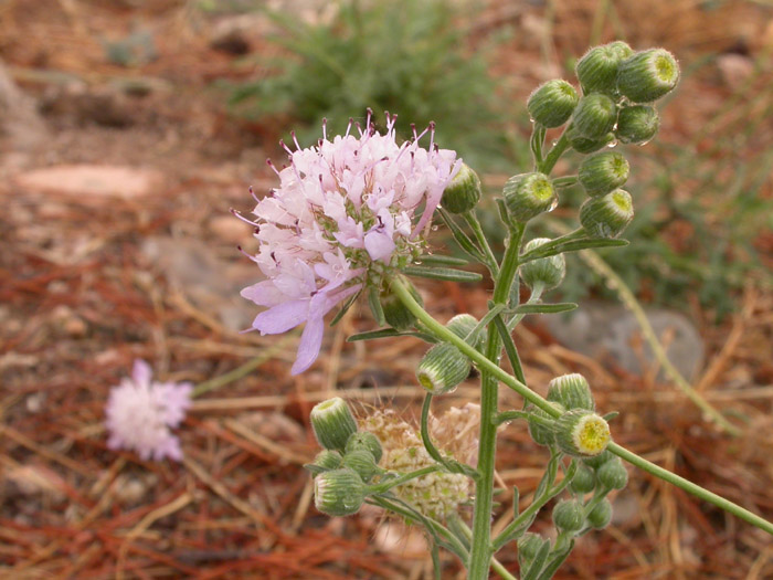 Sixalis atropurpurea