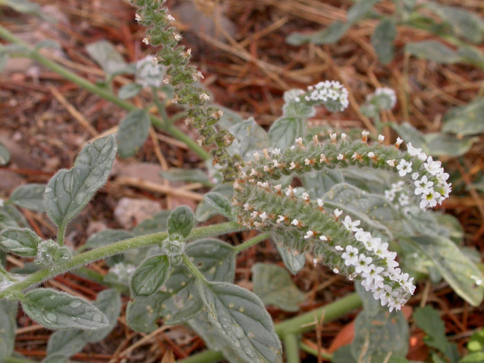 Heliotropium europaeum