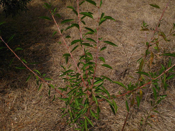 Prunus sp. ?