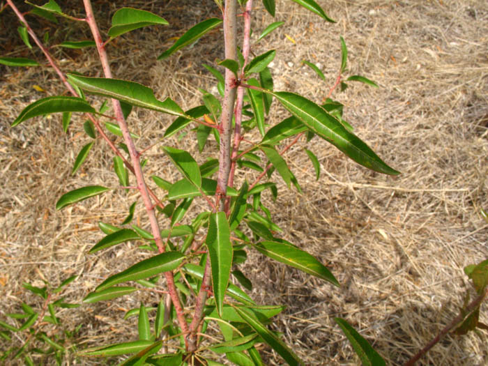 Prunus sp. ?