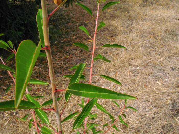 Prunus sp. ?