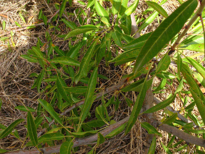 Prunus sp. ?