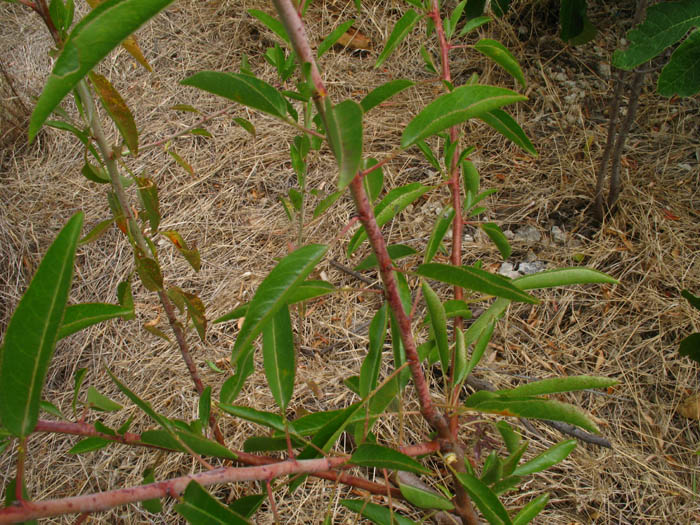 Prunus sp. ?