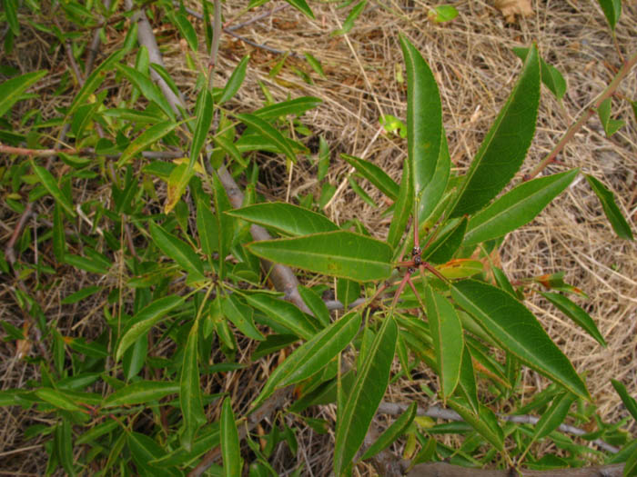 Prunus sp. ?