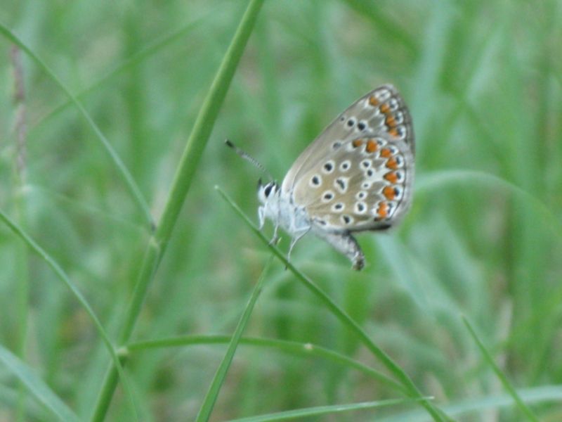 Farfalla da identificare!