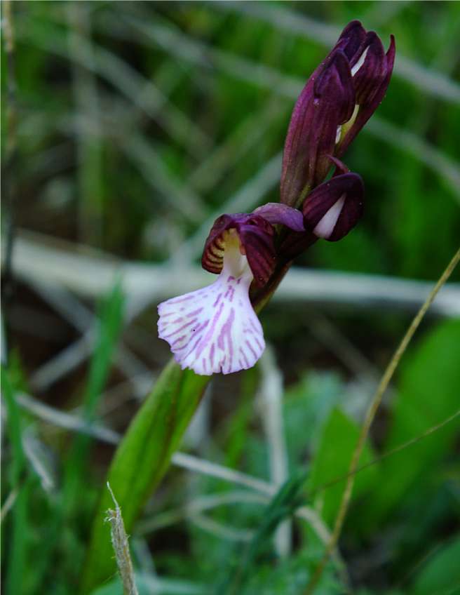 Probabile ibrido Anacamptis papilionacea