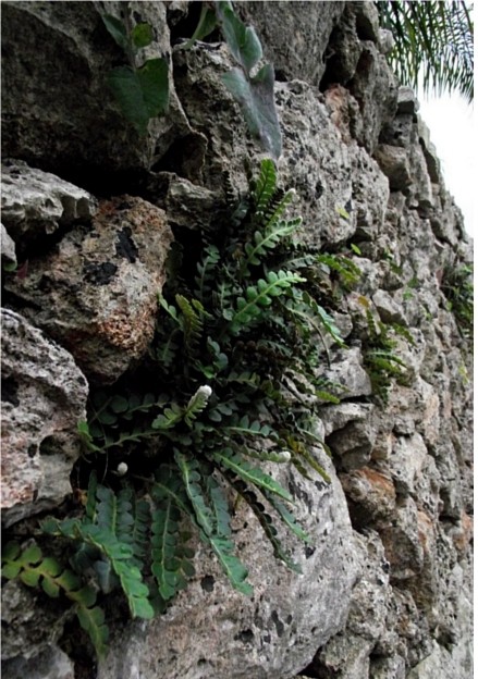 Asplenium ceterach