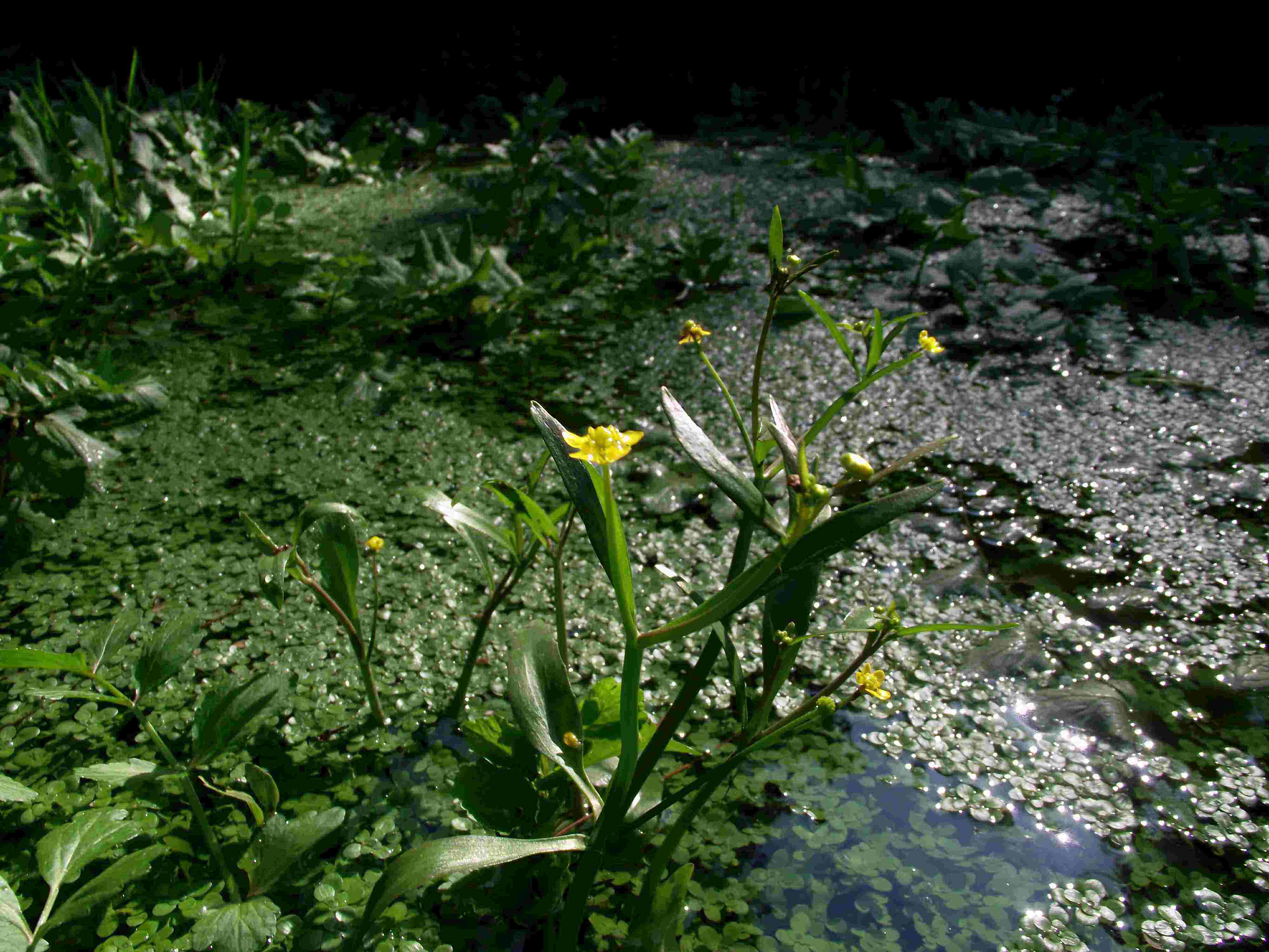 Identificazione acquatica-palustre - Ranunculus?