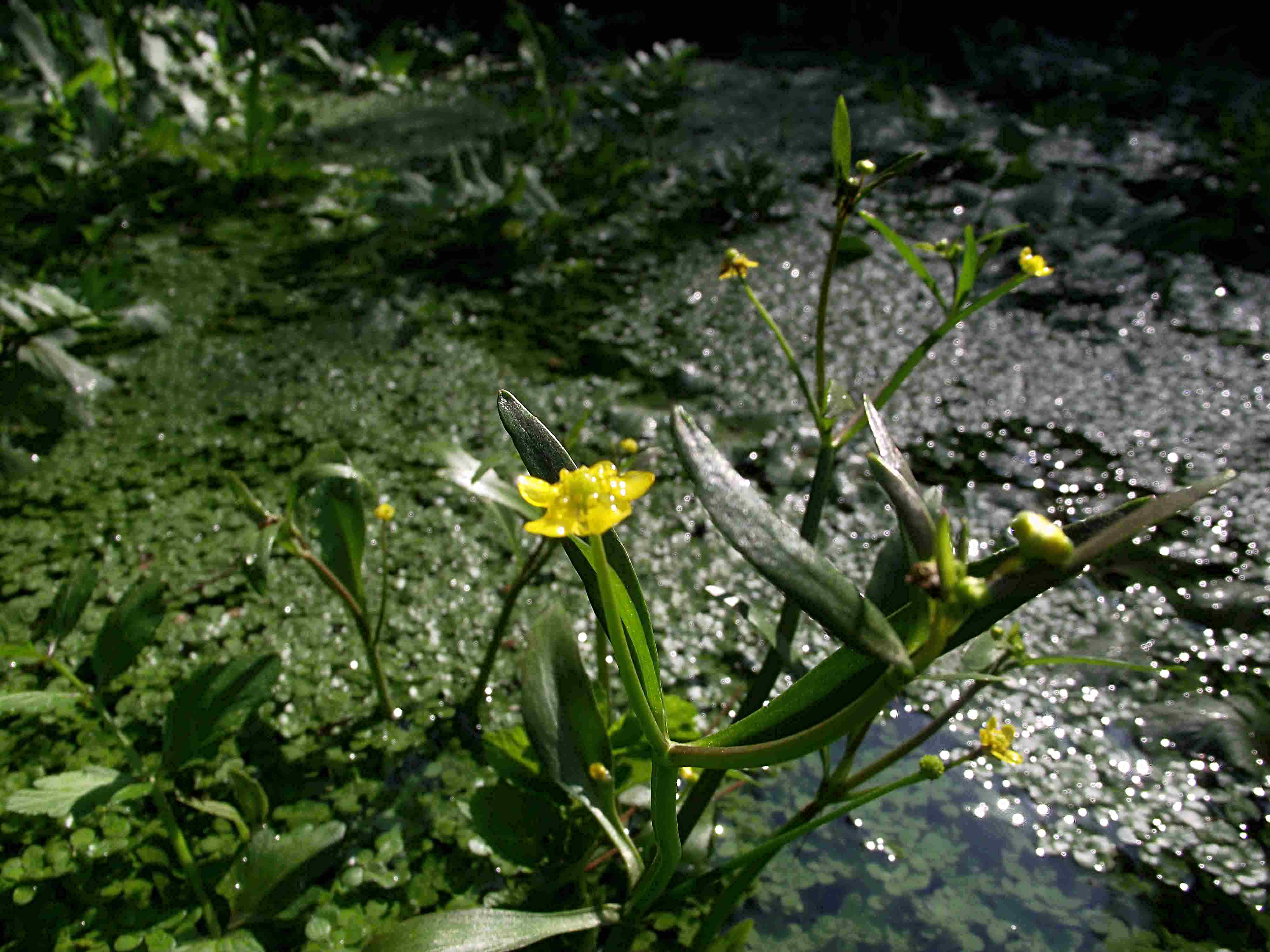 Identificazione acquatica-palustre - Ranunculus?