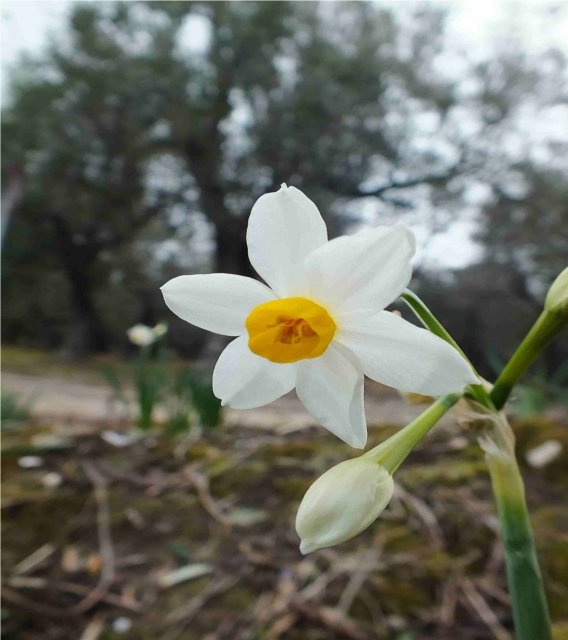 Narcissus tazetta L.