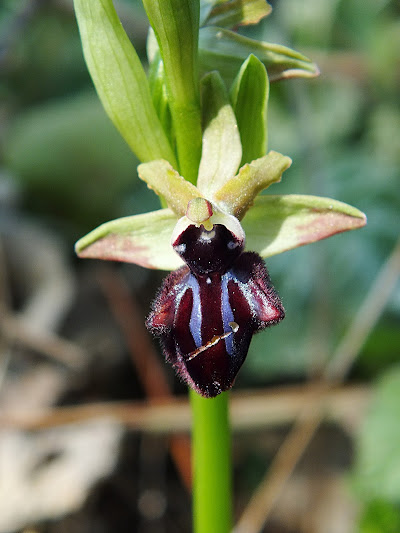 Identificazione orchidea