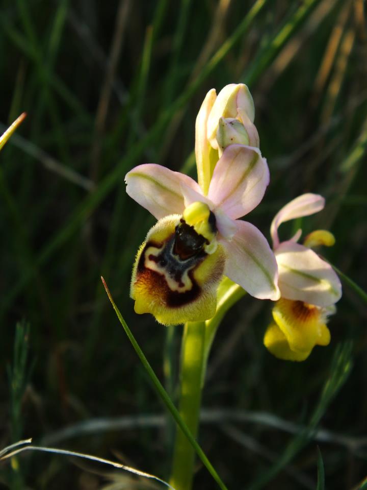 Ophrys tenthredinifera o tardans?