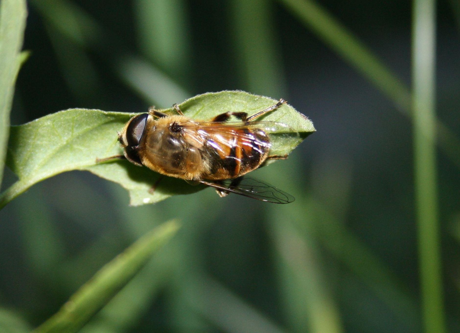 che tipo di ape? Dittero Syrphidae (eristalis sp.)
